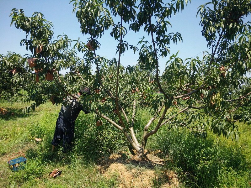 攸县局:产业扶贫显成效 联星圳江20亩黄桃即将成熟