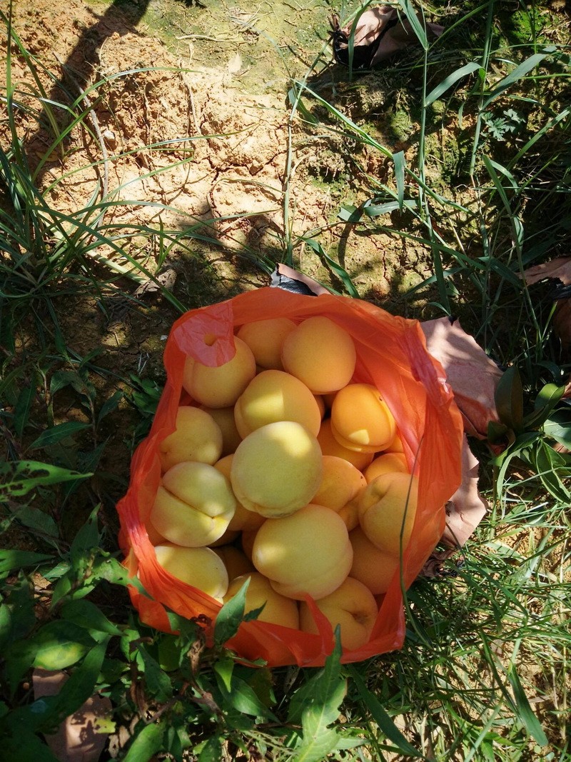 攸县局:产业扶贫显成效 联星圳江20亩黄桃即将成熟2