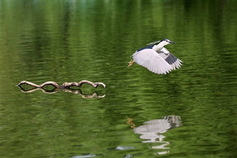 “地球之肾”成动物乐园2